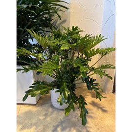 Philodendron Xanadu Winterbourn - Size: 6in Pot, 17-20in