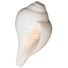 Blowing Shankh Big Baynavarti Vaamvarti | Natural Divine Conch Shell for Pooja, Vastu & Home Décor | Sacred Shankh for Positive Energy & Hindu Rituals Bajne Wala Sankha 6 Inch