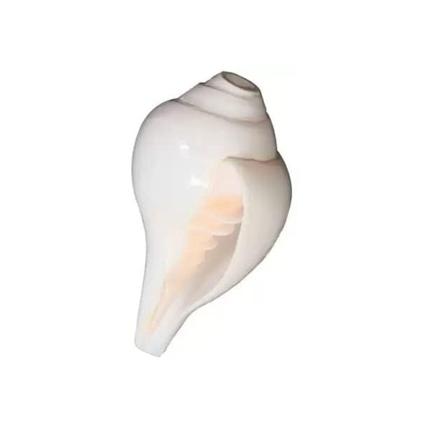 Blowing Shankh Big Baynavarti Vaamvarti | Natural Divine Conch Shell