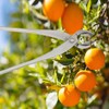 Branch Cutter Diagonal Ergonomic Handle Stainless Steel High Hardness Wear