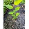Kwanzan Ornamental Flowering Cherry Tree - Live Plant - (1