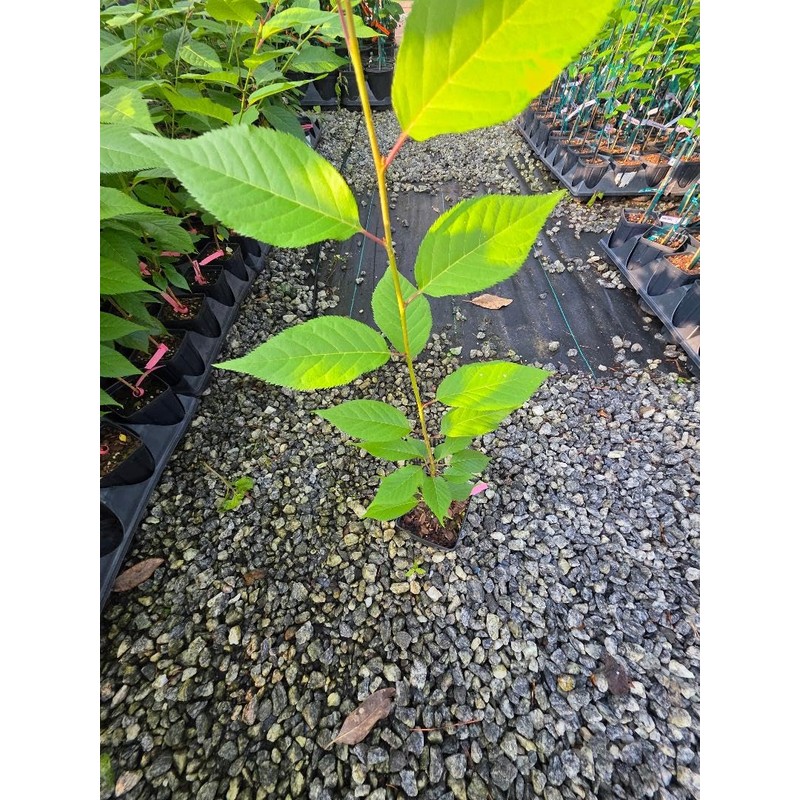 Kwanzan Ornamental Flowering Cherry Tree - Live Plant - (1