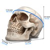 READAEER Resin Skull, Human Head Model for Home Decoration, Halloween