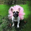 Pink Pet Puppy Small Dog Lace Skirt Princess Tutu Dress
