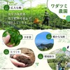 【鹿児島県産】 モリンガ 100% 国産 無添加 (粉末 80g) モリンガ パウダー 【化学合成農薬・化学肥料不使用】【ターボドライ製法】