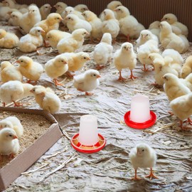 UKCOCO 1 Set Quail Waterer Chick Feeder Pigeon Feeder Poultry Water Bucket Chicken Feeder and Waterer Chicken Water Feeder Cups Automatic Chicken Feeder Automatic Waterer Bowl Feeding Cup