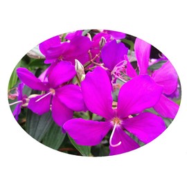 Ecuador Princess Flower - Tibouchina lepidota - Live Tropical Shrub Plant - Purple Bloom - Emerald Goddess Gardens - Starter Sz 4 Inch Pot