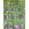Fukkaen Seedlings, Daikandra Seeds (Coat Seeds), Pack of 3.4 fl