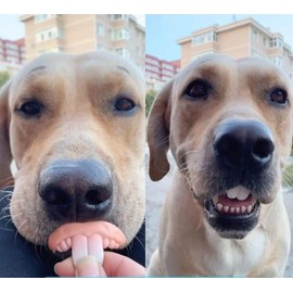 GANPUB Fake Teeth Fake Teeth for Dogs Pet Supplies, Funny Dog Teeth Braces, Dog Christmas Costume Suitable Dog Chew Toys Dogs Toys