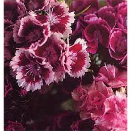 The Girl Who Runs The Beat Hotel [VINYL]