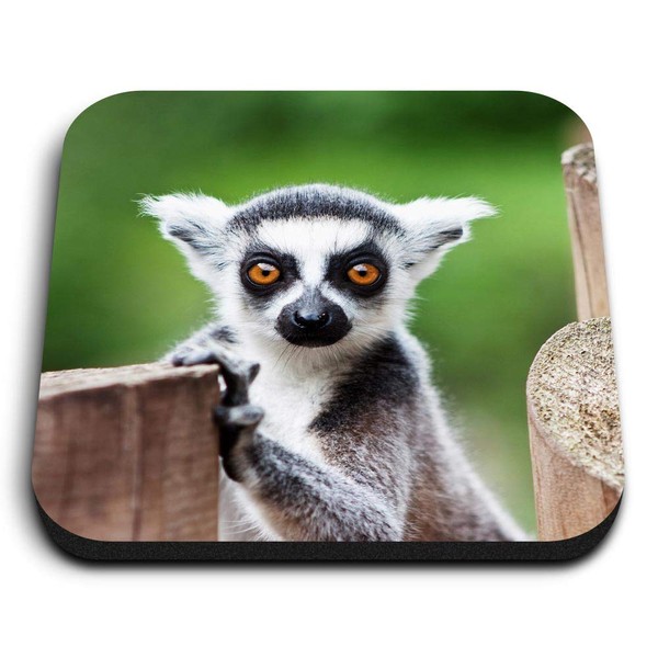 1 x Square MDF Fridge Magnet - Lemur Wild Animal