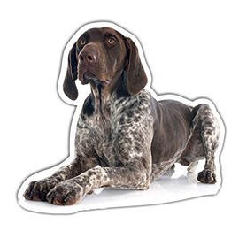 siviwonder German Shorthaired DK Car Sticker Photo Dog Sticker Decor Dog Film
