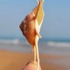 Large Natural Guildfordia Yoka Turban Seashell Rare Real Beach Home