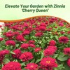 Outsidepride Dahlia Flowered Cherry Queen Zinnia Seeds - 2000 Pcs