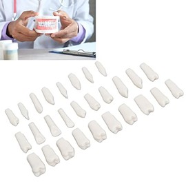 28 Piezas de Dientes Extraíbles, Diseño Extraíble de Plástico Duradero, Dientes Postizos para Estudio de Enseñanza de Tipodonto, Modelo de Aprendizaje de Dientes de Repuesto