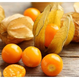 FUN AND GROW SEEDS: Seeds Chinese Lantern Lady Madonna Physalis Cape Gooseberry Orange Non GMO Heirloom