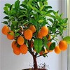 Bonsai Orange Tree Seeds, 20 Seeds to Grow a Delicious