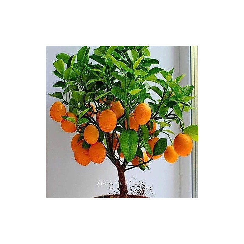 Bonsai Orange Tree Seeds, 20 Seeds to Grow a Delicious