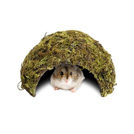 BNOSDM Hamster Hideout Natural Mossy Cave Houses