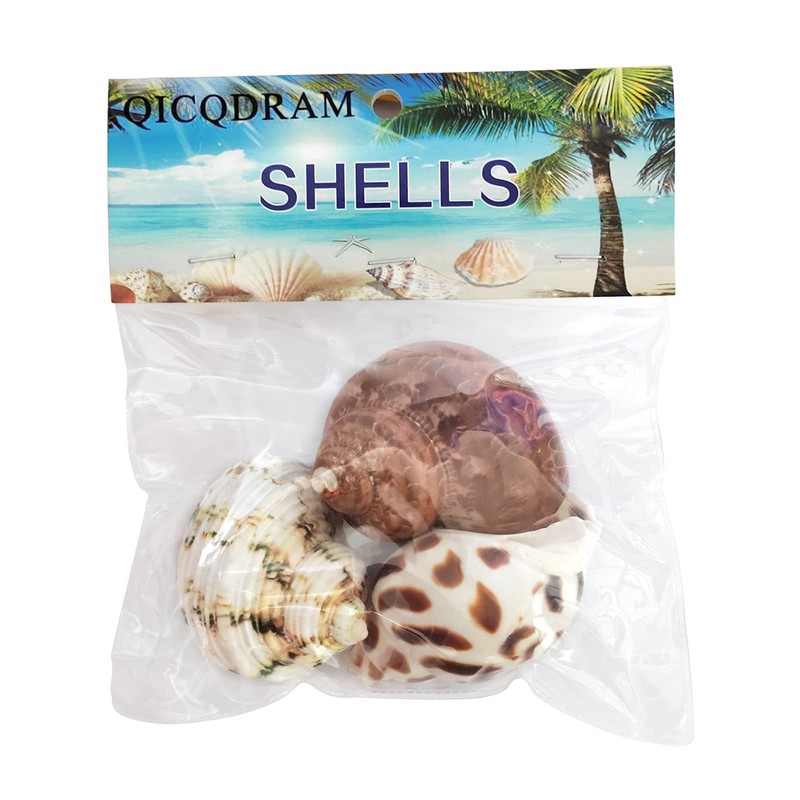 3 PCS Hermit Crab Shells 2~2.7Inch Natural Hermit Crab Shells