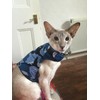 Mynwood Cat Jacket/Harness Blue Combat Kitten up to 8month