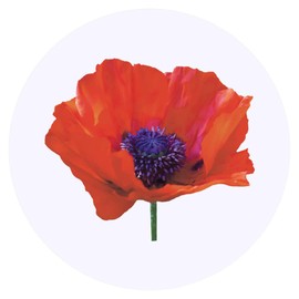 24 x 40mm Round 'Poppy Flower' Stickers (SK00068922)