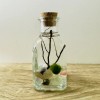 Toss Rocks Marimo Moss Ball Terrarium Kit