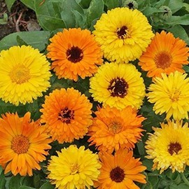Non GMO Bulk Calendula Seeds - Pacific Beauty Mix Calendula officinalis (1/2 Lb)