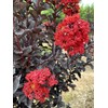 Black Diamond Red Hot Crape Myrtle, 1-2 ft Tree Height,