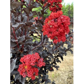 Black Diamond Red Hot Crape Myrtle, 1-2 ft Tree Height, Multi-Stem, Dark Foliage, Rich Red Blossoms, 3 gal Nursery Pot (Due to Agricultural Laws, we Cannot Ship to CA, AZ, AK, or HI)