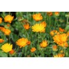 Teapro Calendula Tea 200g | Premium Marigold Loose Leaf Tea