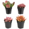 Altman Plants Desert Fire Live Succulents 4-Pack, Mini Plants Succulent