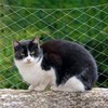 Cat Balcony Net, Anti-Fall Pet Safety Fence - Transparent Nylon