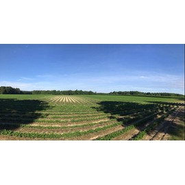 FERIDIES Super Extra Large Gourmet Salted Virginia Peanuts - 9oz can