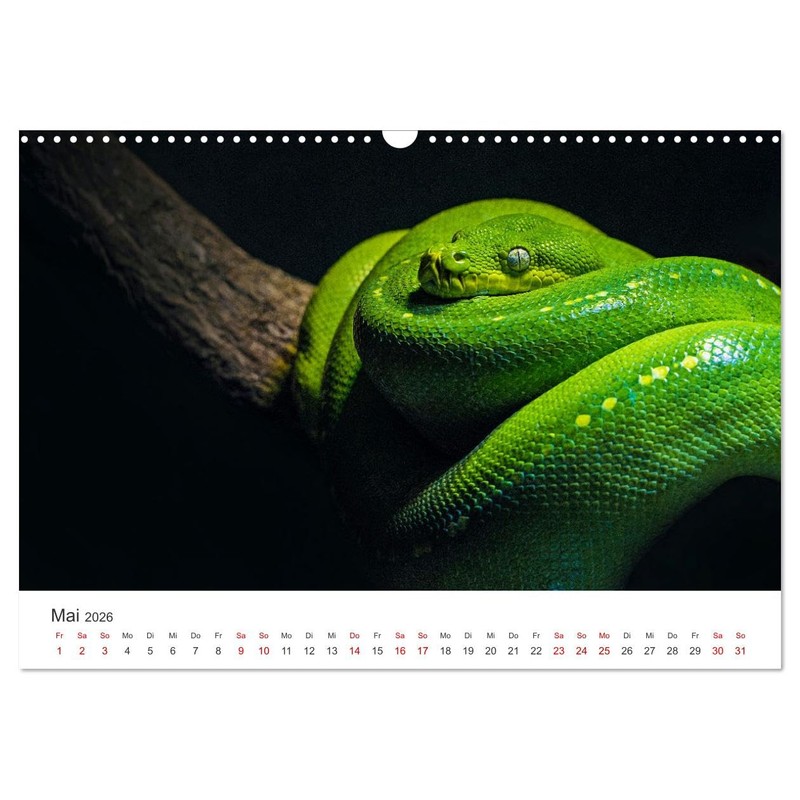 Faszination Schlangen (Wandkalender 2026 DIN A3 quer), CALVENDO Monatskalender: Entdecke