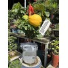 Soil Vigor Potassium Polymer – Superabsorbent Soil Conditioner – Improves