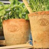 MAISONICA Set 3 Terracotta Planter Pots - Round Aged incl