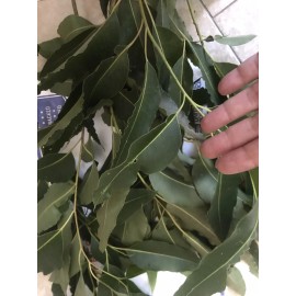 Fresh one pound Aprox. Fresh Eucalyptus leaves 16 onz Free Shipping.
