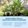 Bird of Paradise Fertilizer – Liquid Plant Food for Bigger