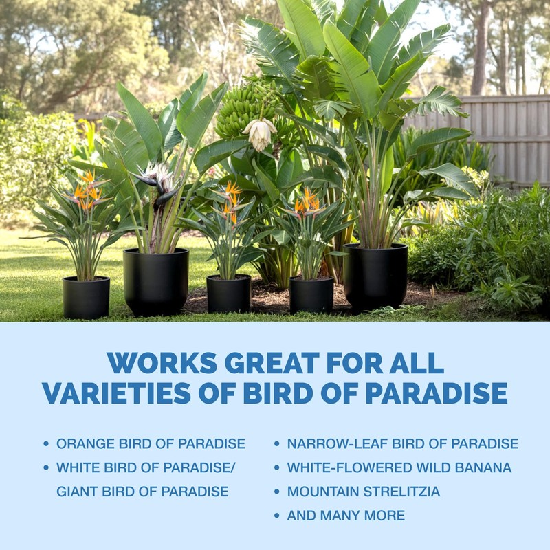 Bird of Paradise Fertilizer – Liquid Plant Food for Bigger