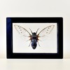 TAXIBUGS Real Exotic Cicada Transparent Wings - Taxidermy Collection Framed