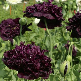 Outsidepride Peony Black Poppy Seeds for Planting - 5000 Pcs Annual, Drought-Tolerant & Easy to Grow Wildflower Seeds with Vibrant Dark Burgandy Blooms for Landscaping, & Pollinator Garden