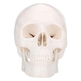 ULTECHNOVO 1pc Detachable Skull Model for Art and Teaching Miniature Human Skull Anatomy Model for and Home Decor Creative Decor