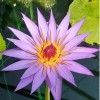 4 Pack Live Hardy Water Lilies Pre-Grown Tuber Rhizome Blue,