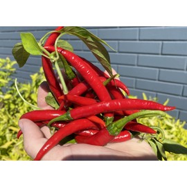 Szechwan Chile Plant Sichuan Chili Szechuan Heirloom Oriental Cuisine Pepper Premium Seed Packet