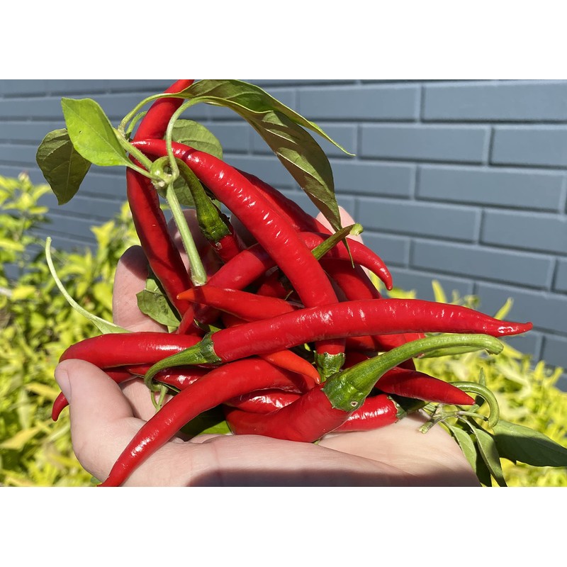 Szechwan Chile Plant Sichuan Chili Szechuan Heirloom Oriental Cuisine Pepper