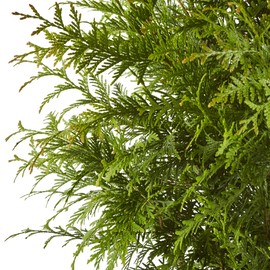 2.25 Gal Green Giant Arborvitae Shrub