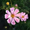 Cosmos Seeds - Seashells Mix - Packet - Pink/White/Red Flower