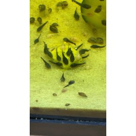 AQUATICBLENDEDFOODS ABF Dehydrated Pleco Food Treat,Snello,S - 1oz SAMPLE