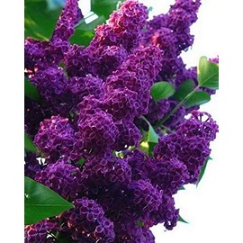  50 Dark Purple Lilac Seeds Bloom Perennial Flowers Fragrant Seed Flower Shrub Bush